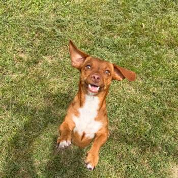 Chihuahua and Mixed Breed Dogs Available for Adoption in Denison, Texas - Rusty | PetCurious