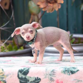 Chihuahua Dogs Available for Adoption in Wake Forest, North Carolina - Nugget | PetCurious