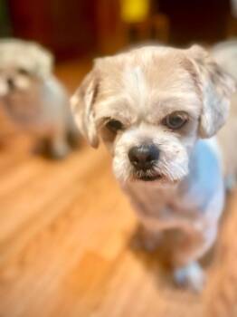 Nico -  Shih Tzu Dog for Adoption in Port Jervis, New York - Nico | PetCurious