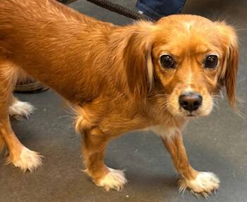 ROSEY -  Spaniel Dog for Adoption in Elizabethton, Tennessee - ROSEY | PetCurious
