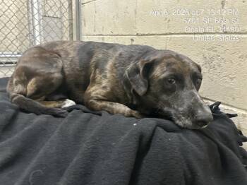 Catahoula Leopard Dog Dogs Available for Adoption - POSSUM | PetCurious
