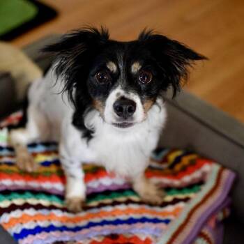 Lottie -  Mixed Breed Dog for Adoption in Madison, Wisconsin - Lottie | PetCurious
