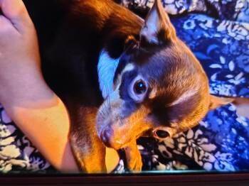 Rescue Chihuahua Dogs for Adoption in Murphys, California - Gizmo | PetCurious