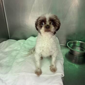 Zoomie -  Shih Tzu Dog for Adoption in Newark, New Jersey - Zoomie | PetCurious