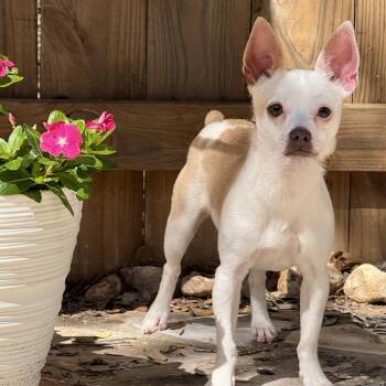 Hokey Pokey -  Chihuahua Dog Available for Adoption in Hondo, Texas - Hokey Pokey | PetCurious