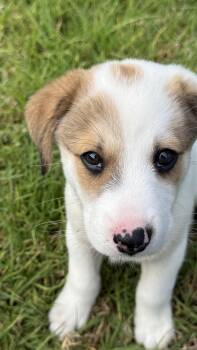 Billy -  Shepherd Dog for Adoption in Rollingwood, Texas - Billy | PetCurious
