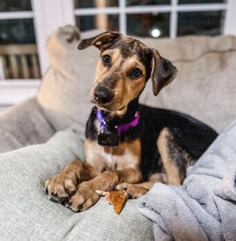 Labrador Retriever and Shepherd Dogs Available for Adoption - ONIX | PetCurious