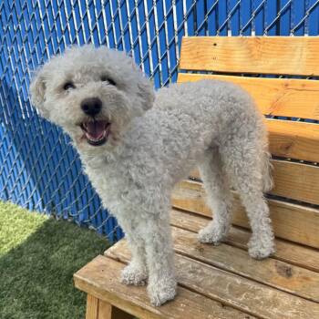 Duke -  Bichon Frise and Mixed Breed Dog for Adoption in Long Beach, California - Duke | PetCurious