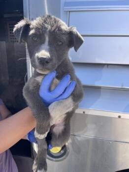 Amber -  Pit Bull Terrier Dog Available for Adoption in Victorville, California - Amber | PetCurious