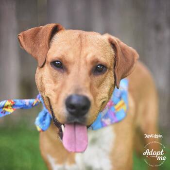 Davidson -  Labrador Retriever and Mixed Breed Dog for Adoption in Houston, Texas - Davidson | PetCurious
