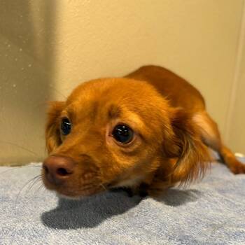 IVHS-Stray-144431 -  Chihuahua Dog for Adoption in San Gabriel, California - IVHS-Stray-144431 | PetCurious