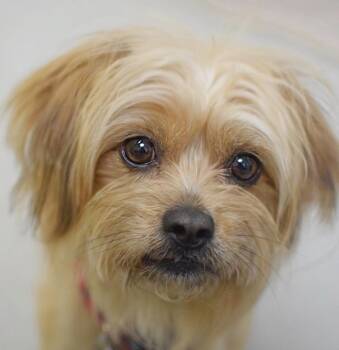 Lhasa Apso and Shih Tzu Dogs Available for Adoption in Pontiac, Michigan - Pye | PetCurious