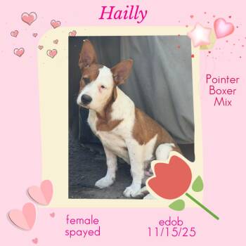 Pointer and Boxer Dogs Available for Adoption in Missouri City, Texas - Hailly WV14304-T | PetCurious