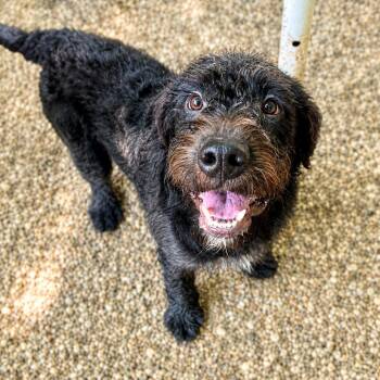 Khaki -  Standard Poodle and Mixed Breed Dog for Adoption in Hopkinton, Massachusetts - Khaki | PetCurious