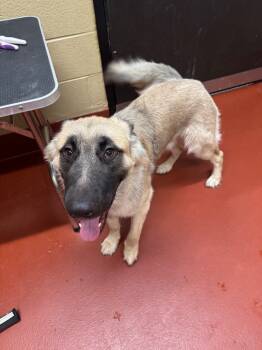 Rescue Mixed Breed Dogs for Adoption in Douglasville, Georgia - Butters | PetCurious