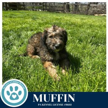Labrador Retriever and Terrier Dogs Available for Adoption in Kimberton, Pennsylvania - Muffin (The Bakery Bunch) 041126 | PetCurious
