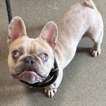 Igor -  French Bulldog Dog for Adoption in Council Bluffs, Iowa - Igor | PetCurious