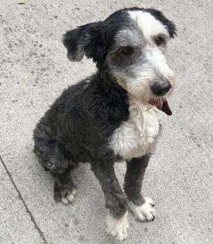 CHIA -  Old English Sheepdog Dog Available for Adoption in Langley Township, British Columbia - CHIA | PetCurious