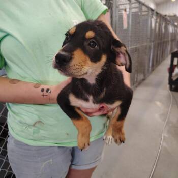 DJ -  Boxer and Mixed Breed Dog for Adoption - DJ | PetCurious