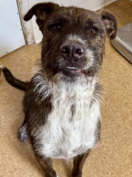 Rescue Shepherd and Labrador Retriever Dogs for Adoption in San Antonio, Texas - Hondo | PetCurious