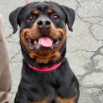 Odin2 -  Rottweiler and Terrier Dog for Adoption in Bloomfield, Connecticut - Odin2 | PetCurious
