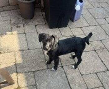 Freddie -  Chihuahua and Terrier Dog for Adoption in Wheaton, Illinois - Freddie | PetCurious