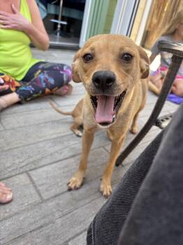 Amore -  Labrador Retriever Dog for Adoption in Corona, California - Amore | PetCurious