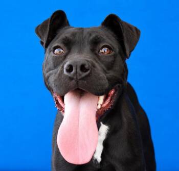 TANYA -  Pit Bull Terrier Dog for Adoption in Pasadena, California - TANYA | PetCurious