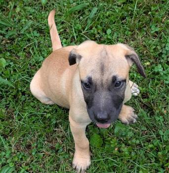 Charlotte -  Labrador Retriever and Black Mouth Cur Dog for Adoption in Watertown, Connecticut - Charlotte | PetCurious