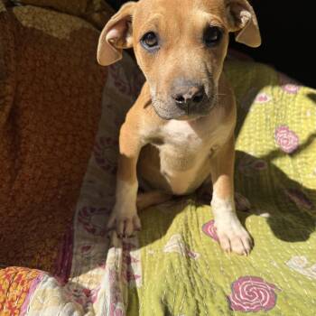 Black Mouth Cur and Boxer Dogs Available for Adoption in Newborn, Georgia - RHETT | PetCurious