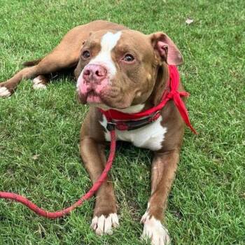 Biloxi -  American Staffordshire Terrier Dog for Adoption in Roswell, Georgia - Biloxi | PetCurious