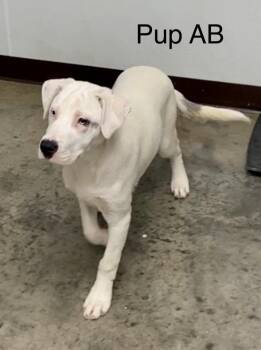 Pup AB -  Great Dane and Mixed Breed Dog Available for Adoption in Pomeroy, Ohio - Pup AB | PetCurious