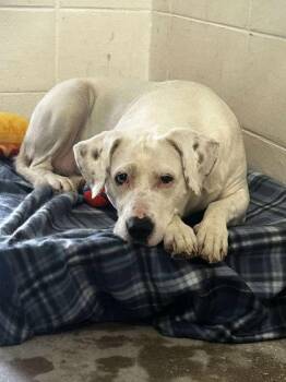 Pit Bull Terrier and Mixed Breed Dogs Available for Adoption - Whitey | PetCurious