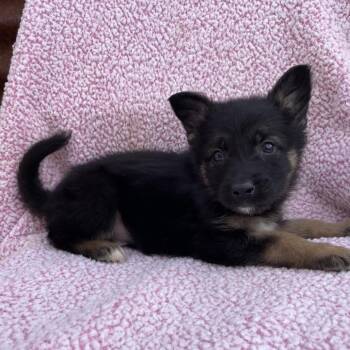 German Shepherd Dog Dogs Available for Adoption - Bruno | PetCurious