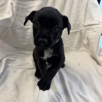Autumn -  Shepherd and Mixed Breed Dog for Adoption in Long Beach, California - Autumn | PetCurious