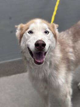 SUEDE -  Siberian Husky Dog for Adoption in Las Vegas, Nevada - SUEDE | PetCurious