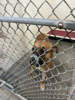 Kahn -  Mixed Breed Dog for Adoption in St. Helens, Oregon - Kahn | PetCurious