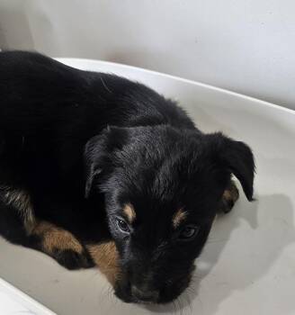 Finch -  Terrier Dog for Adoption in Cleveland, Tennessee - Finch | PetCurious