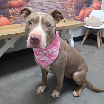 Tracy -  Pit Bull Terrier Dog for Adoption in Normal, Illinois - Tracy | PetCurious