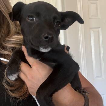 Cessna (Jetset Litter) -  Pug Dog for Adoption in San Diego, California - Cessna (Jetset Litter) | PetCurious