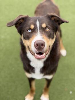 Chase -  Husky and Catahoula Leopard Dog Dog for Adoption in Seneca Falls, New York - Chase | PetCurious