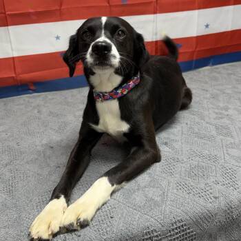 Jemmie -  Mixed Breed Dog for Adoption in Urbana, Ohio - Jemmie | PetCurious