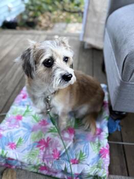 Savannah -  Corgi Dog for Adoption in Middletown, Connecticut - Savannah | PetCurious