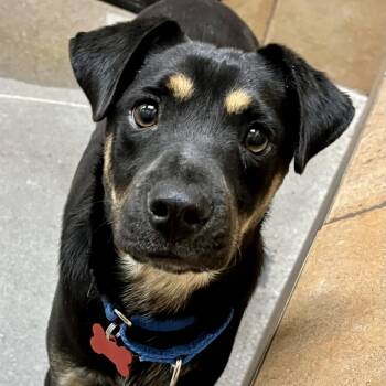 Scott 54258 -  Dachshund and Mixed Breed Dog for Adoption in Las Vegas, Nevada - Scott 54258 | PetCurious
