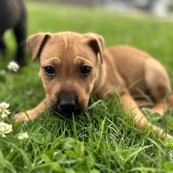 Cashew -  Shepherd and Mixed Breed Dog for Adoption in Fayetteville, Arkansas - Cashew | PetCurious