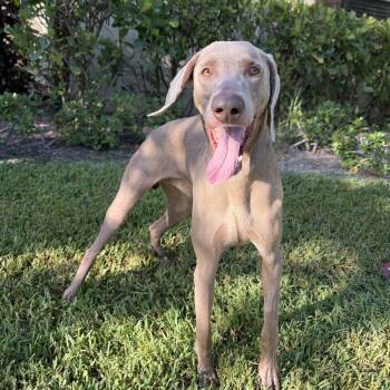 Jak 3908 -  Weimaraner Dog for Adoption in Loxahatchee Groves, Florida - Jak 3908 | PetCurious