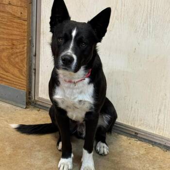 Border Collie and Black Labrador Retriever Dogs Available for Adoption - Remy | PetCurious