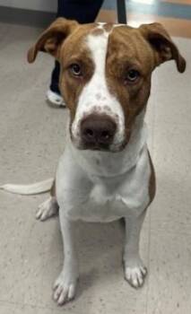 Rescue Pit Bull Terrier and Mixed Breed Dogs for Adoption in Kansas City, Missouri - Rusty | PetCurious