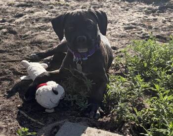 BEAN -  Pit Bull Terrier Dog for Adoption in Aurora, Colorado - BEAN | PetCurious