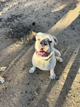 Boxer Dogs Available for Adoption - Kittle | PetCurious